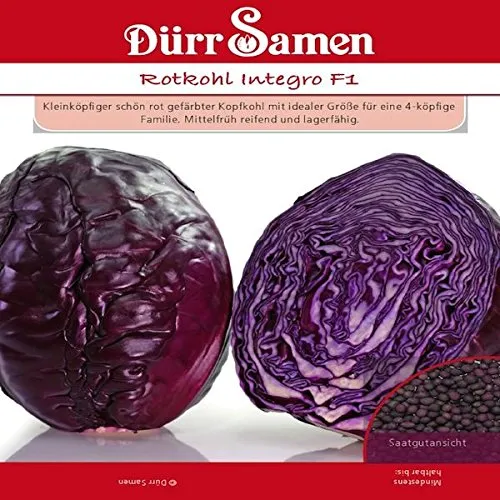 Dürr-Samen - Rotkohl Integro F1 Saatgut