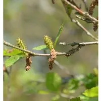 Produktbild Strauchbirke 40-60cm - Betula humilis
