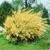 Cytisus Praecox Besenginster Gelb 30–40 cm
