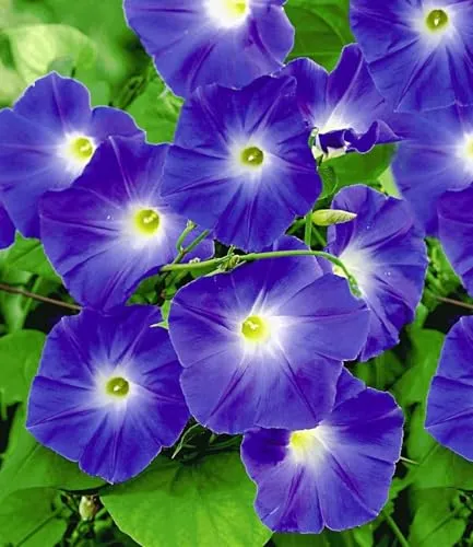 BALDUR Garten Trichterwinde 'Blue Hardy' im 12 cm-Topf - Winterharte Kletterpflanze mit geringem Pflegeaufwand, ideal für sonnige bis halbschattige Standorte. Blüht den ganzen Sommer und bringt Farbe in Ihren Garten.
