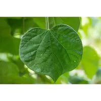 Pflanzen für Dich Gehölze Cercis can. Vanilla Twist – Kanadischer Judasbaum - Ziergehölz mit spektakulären purpurrosa Blüten und außergewöhnlichem, herzförmigem Blattwerk. Ideal als Solitär oder in modernen Pflanzkonzepten für Garten und Terrasse.