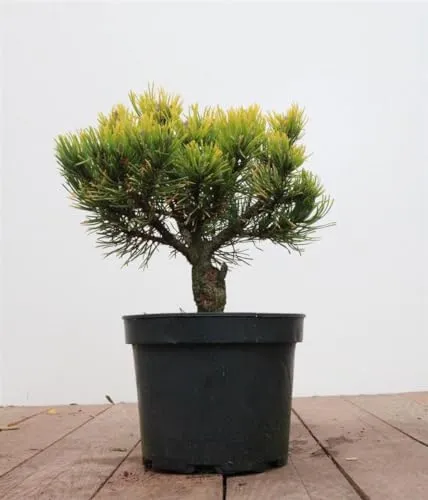 Pinus mugo Carsten's Wintergold - Kompakte goldgelbe Konifere - Ziergehölze: Die immergrüne Zwerg-Kiefer begeistert mit ihrer Farbveränderung von Grün zu leuchtendem Goldgelb und ist pflegeleicht sowie resistent gegen Schädlinge.