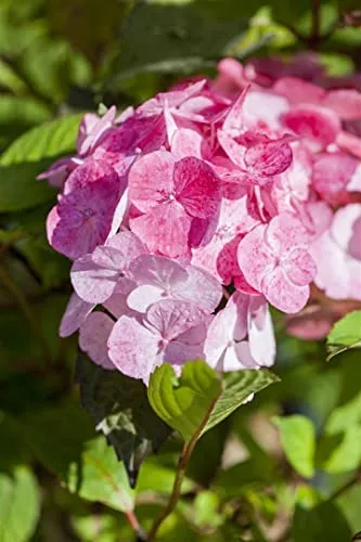 Hydrangea serrata 'Preziosa' 40-60 cm - Berghortensie - Zartrosa bis rote Blüten, ideal für Halbschatten und pflegeleicht. Perfekt für Gartenliebhaber mit wenig Zeit und winterhart bis -20 °C.