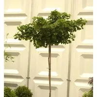 Hochstamm Kugel Fächerblattbaum