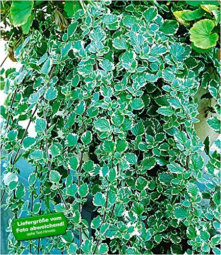 BALDUR Garten 3x Weihrauch Pflanzen im 9x9 cm-Topf - Duftende Hängepflanze für Balkonkästen und Hängeampeln. Pflegeleicht, wuchsfreudig und mit langen Trieben für einen attraktiven Look. Ideal für sonnige bis schattige Standorte.