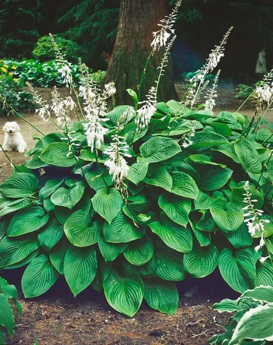 Produktbild Pflanzen für Dich Staude Hosta plantaginea Honeybells, 1 St., Duftende Funkie, Duft-Funkie