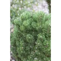 Pinus mugo Picobello - Kompakte Bergkiefer für kleine Gärten - Ziergehölze: Die immergrüne Pinus mugo 'Picobello' überzeugt mit ihrer dichten, kugeligen Form und ist ideal für kleine Gärten oder als Kübelpflanze. Pflegeleicht und winterhart, bringt sie das ganze Jahr über Farbe.