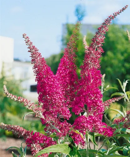 Buddleja Davidii Schmetterlingsstrauch 'Summer Beauty' 100-125 cm - Blühende Zimmerpflanzen, pflegeleichter Schmetterlingsstrauch mit leuchtend violetten Blüten und angenehmem Duft, zieht Bienen und Schmetterlinge an.
