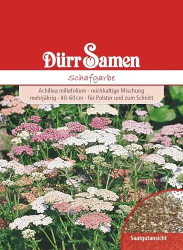 Edelgarbe Schafgarbe Mischung Achillea millefolium