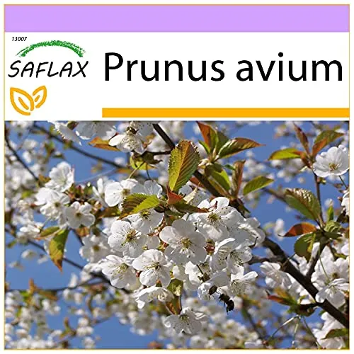SAFLAX - Vogelkirsche - 10 Samen - Prunus avium