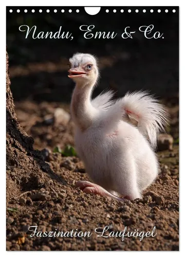 Nandu, Emu & Co. Wandkalender 2026 - Hochwertiger Fotokalender im DIN A4 Format mit 12 beeindruckenden Motiven. Ideal als Geschenk und gefertigt aus umweltfreundlichem Papier für ein nachhaltiges Erlebnis.