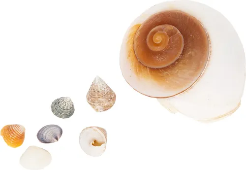 Dekorative Muschelsammlung für maritime Raumgestaltung
