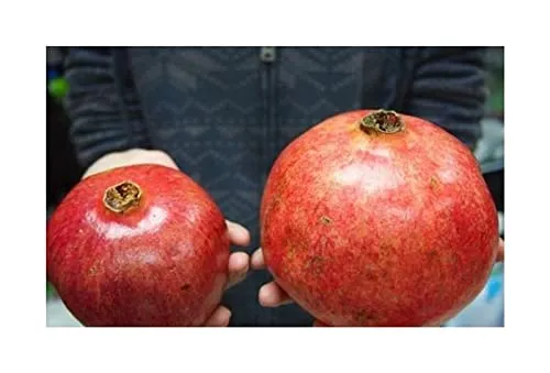 Stk - 30x Türkische Riesen Granatapfel Punica Granatum Pflanzen - Samen A352 - Seeds & Plants Shop by Ipsa