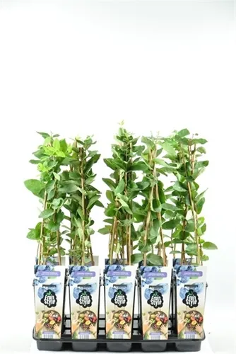 Sibirische Blaubeere - Honigbeere - Lonicera caerulea Kamtschatica - Blumen & Stauden, frostresistente Pflanze mit vitaminreichen Beeren, ideal für Garten und Balkon, pflegeleicht und ertragreich.