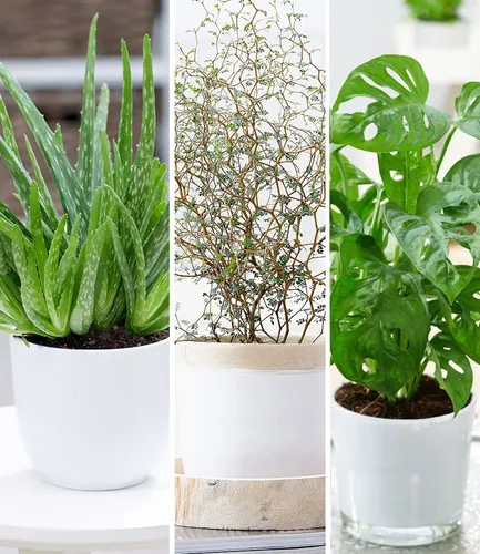 BALDUR Garten Zimmerpflanzen-Mix 'Pflegeleicht',3 Pflanzen, Mix aus 1 Pflanze Aloe Vera, 1 Maori® Sophora Cotoneaster 'Little Baby' und 1 Pflanze Monstera 'Monkey Leaf', Blickfang im Zimmer
