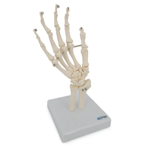 Handskelett Hand Anatomie Modell lebensgroß Einzelknochen