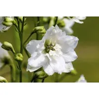 Delphinium Magic Fountain Weiß 2 Liter Container