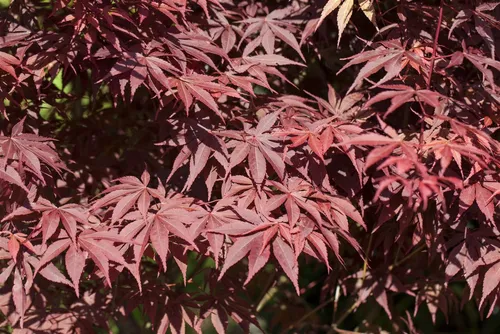Acer palmatum 'Bloodgood' – Japanischer Ahorn, tiefrot, 60–80 cm