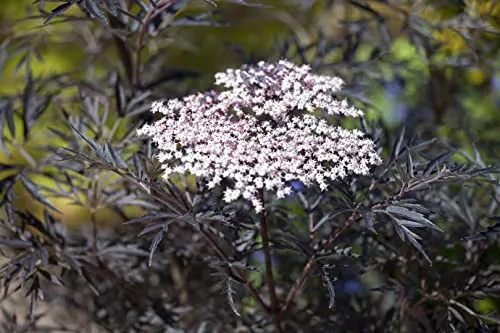 Sambucus nigra 'Black Lace' - Schwarzer Holunder mit tiefroten Blüten - Baumsamen & -pflanzen, pflegeleichte Solitärpflanze mit dunkelvioletten Blättern, die Bienen und Schmetterlinge anzieht, winterhart bis -20 °C.