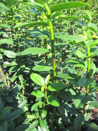 Ligustrum vulgare Straight Talk