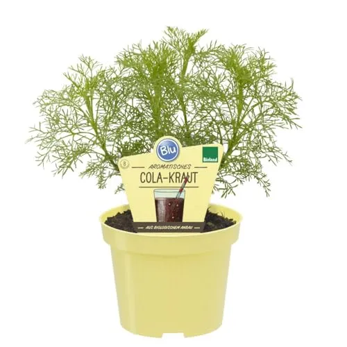 Produktbild Cola-Kraut in BIO-Qualität