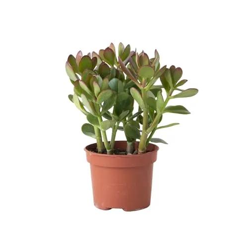 Plant in a Box - Jade-Pflanze - Crassula ovata - Höhe 15-25cm - ø12cm - Sukkulente - Grün