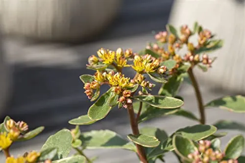 Sedum kamtschaticum 'Variegatum' 9 cm Topf – Winterhart, Mehrjährig, Pflegeleicht – Bunte Fetthenne – Bodendecker für Steingarten & Beet