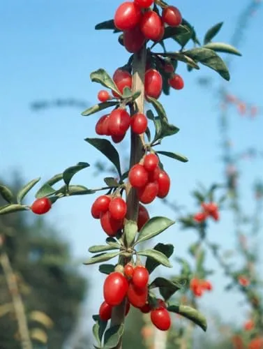 Lycium barbarum 30-40 cm - Goji-Beere, rote Beeren, Erntezeit August-Oktober, ideal für Hecken, vitaminreich, pflegeleicht und winterhart