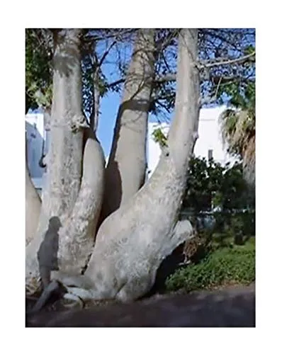 Stk - 10x Adansonia digitata Baobab Affenbrot Baum Pflanzen - Samen ID177 - Seeds & Plants Shop by Ipsa