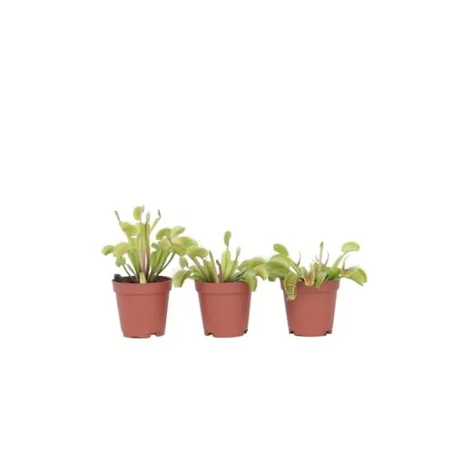 Plant in a Box - Dionaea Muscipula - Venusfliegenfalle - Set von 3 - Fleischfressende Pflanze - Zimmerpflanze - Topf 5,5 cm - Höhe 5-10 cm