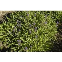 Salvia Nemorosa Rügen Steppen-Salbei 2-3 Liter Container