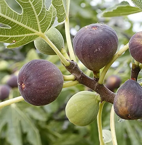 Feige Gustissimo® Morena®, Ficus carica, Gärtnerqualität, 60-80cm im 3,5-Liter Topf