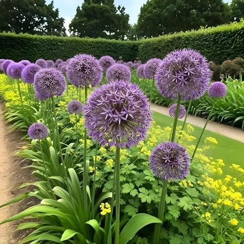 Exotenherz Blumenzwiebeln - Zierlauch Allium Christophii (15 Stück) Durchmesser 10-12cm