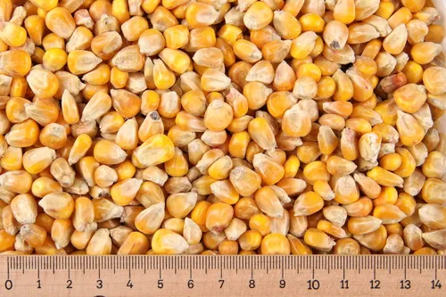 - 25 kg Mais - mit Bruch - Hühnerfutter Tauben Wild Kaninchen Gp 0,74 €/kg