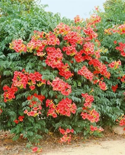 Campsis radicans 'Grandiflora', Trompetenblume orange - Rasensamen – beeindruckende Kletterpflanze mit leuchtend orange-roten Blüten, ideal für Wände und Pergolen, schnellwachsend und bienenfreundlich.