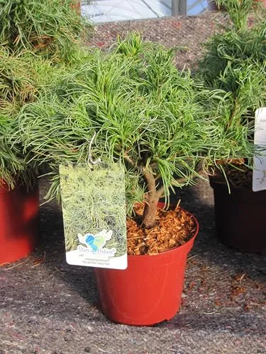 Mädchenkiefer Twister Green von Baumschule