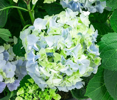 Dehner Bauern-Hortensie, große blaue Blüten, Zierstrauch 45-55 cm - Wunderschöne Bauern-Hortensie mit prächtigen blauen Blüten. Ideal als Solitärpflanze oder in Gruppen. Liefergröße: 45-55 cm (exkl. Pflanztopf), Topfvolumen: 11 l. Ein echter Blickfang für jeden Garten!