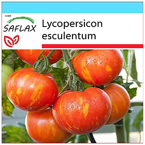 SAFLAX - Geschenk Set - Tomate - Tigerella - 10 Samen - Mit Geschenk- / Versandbox, Versandaufkleber, Geschenkkarte und Anzuchtsubstrat - Lycopersicon esculentum