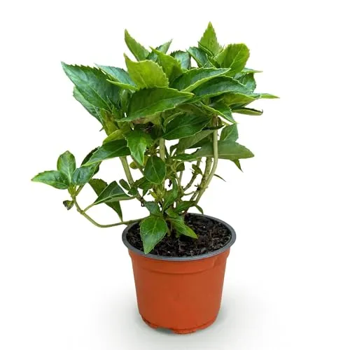 Green boutiQ
