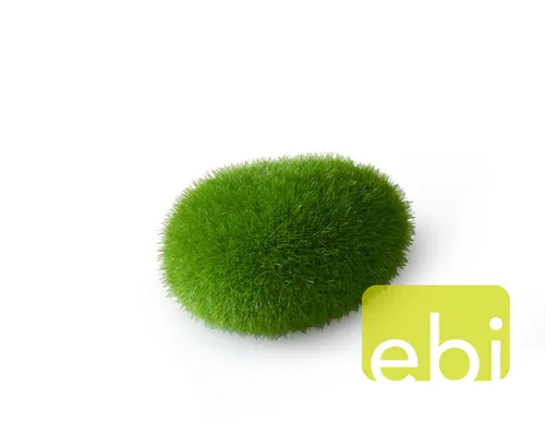 Aquarium Dekoration  Aqua Della Moos Ball  small  ebi Süßwasser Nano Cube
