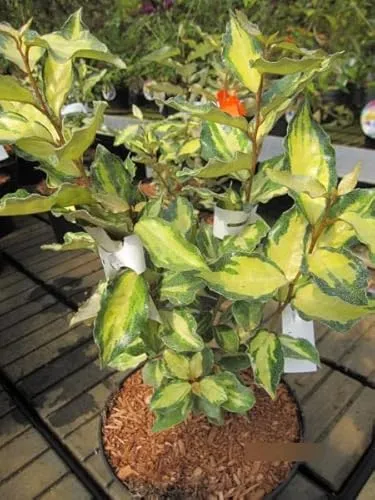 Elaeagnus ebbingei Maryline - Buntlaubige Ölweide Maryline - 30-40cm