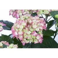 Hydrangea Mac. 'Leuchtfeuer' Bauernhortensie 40-60 cm - Blühende Zimmerpflanzen mit leuchtend roten Blüten von Juni bis September. Pflegeleichte, bienenfreundliche Pflanze, ideal für Kübel und Rabatten.