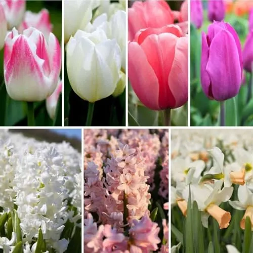Blumenzwiebelmischung Romantic Mix - 100 Blumenzwiebeln - Tulpen, Narzissen, Hyazinthen - Rosa, Weiß, Lila Mix - Großblumig, Frühlingsblüher, winterhart - Direkt vom Züchter - Flowerbulbs Amsterdam