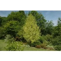 Liriodendron Tulipifera Aureomarginatum Tulpenbaum Gelb-Grün 150–175 cm