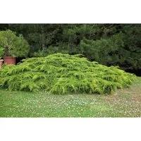 Juniperus Media Pfitzeriana Aurea Gold-Wacholder 40–50 cm - Sträucher und Pflanzen mit goldgelbem Nadelkleid, winterhart und pflegeleicht, perfekt für Steingärten, Hecken oder als Solitärpflanze.