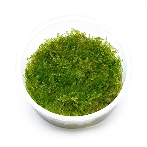 USCAPE Vesicularia montagnei - Christmas Moos in vitro XL - 8,5cm Bechergröße - in vitro Wasserpflanzen für Aquarien