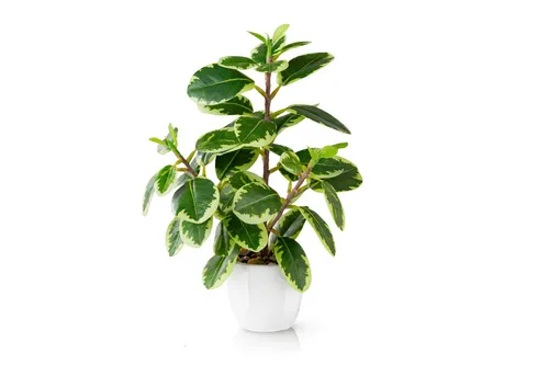 Kunstpflanze Tropische Kunstpflanzen wie echt in weißen Keramiktöpfen, Kunstpflanze Tropische Kunstpflanzen (u.a. Monstera & Areca Palmen), PASCH, Höhe 25 cm