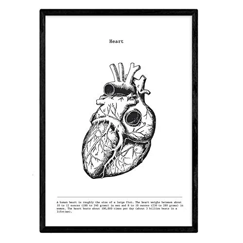 Nacnic anatomie poster | vintage stil wanddekoration abbildung von herz, muskeln und knochen | verschiedene menschliche körper, biologie und medizin bilder ohne rahmen | größe a3.