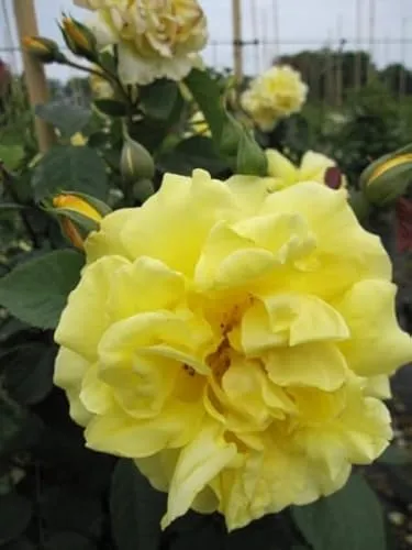 Kletterrose Golden Gate® von Baumschule
