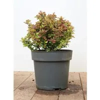 Berberis Thunbergii Admiration Blutberberitze Rot-Gelb 20–25 cm